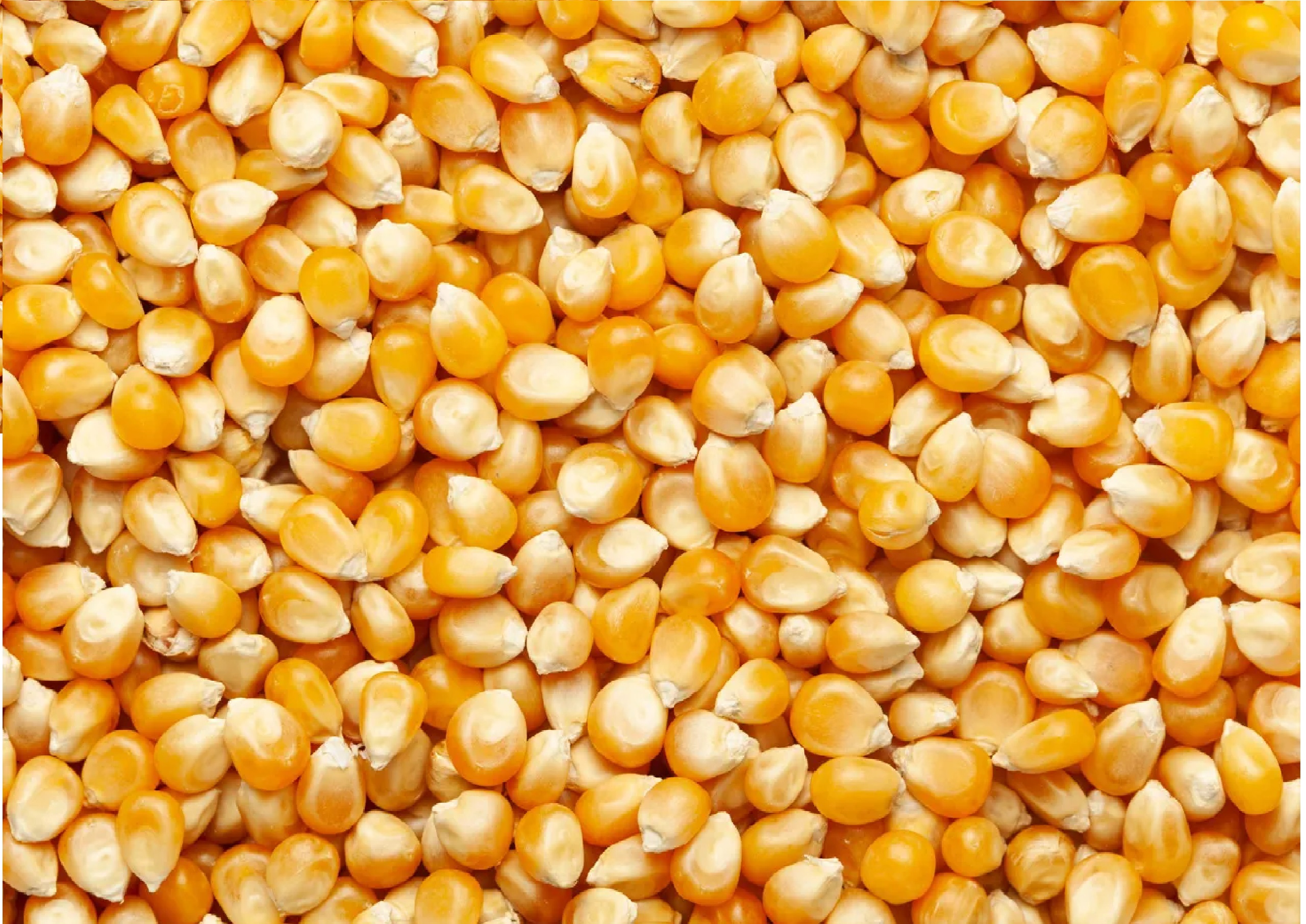 El ritmo de comercialización de maíz cae 59% tras alcanzar el límite del cupo exportador y la implementación del «Dólar Soja»